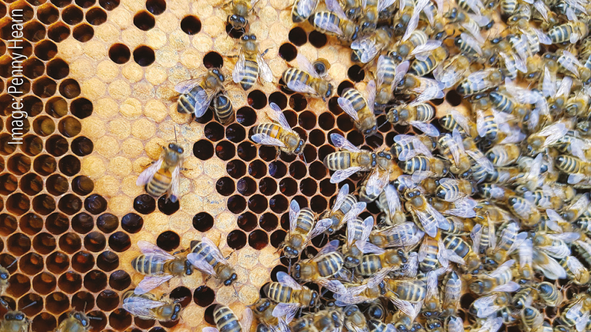 Grubs and brood of bees